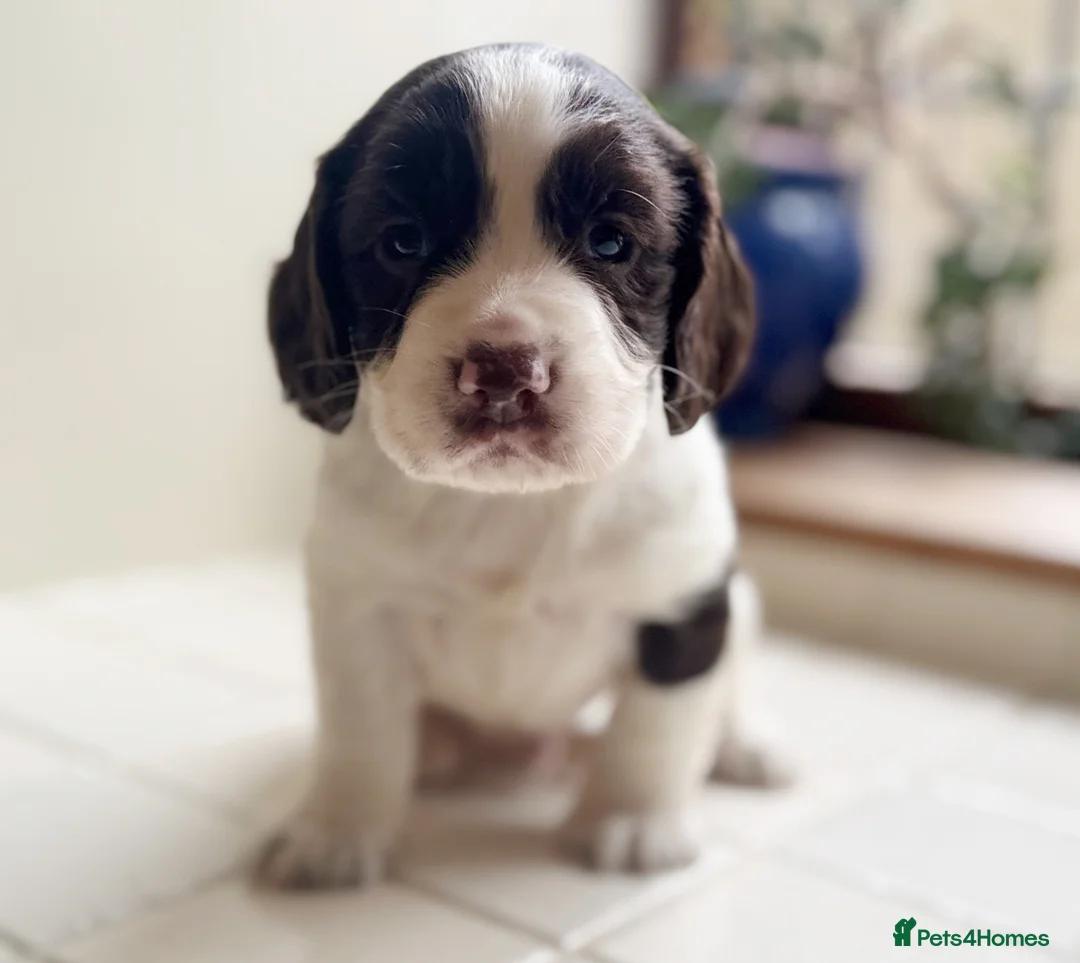 English Springer Spaniel dogs for sale: Stunning springer spaniels for sale  - Advert 2