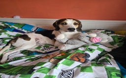 Mixed Breed dogs for sale: Beagle x - Image 2