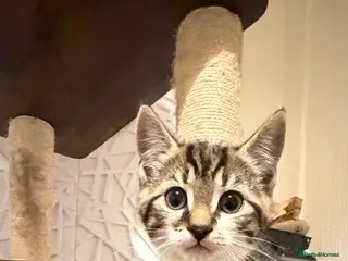 Mixed Breed cats Beautiful tabby kittens - Advert 18