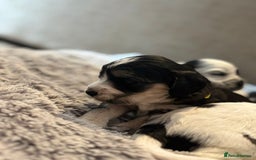 Cockapoo dogs for sale: F1 cockapoos beautiful litter 5 left* - Image 20
