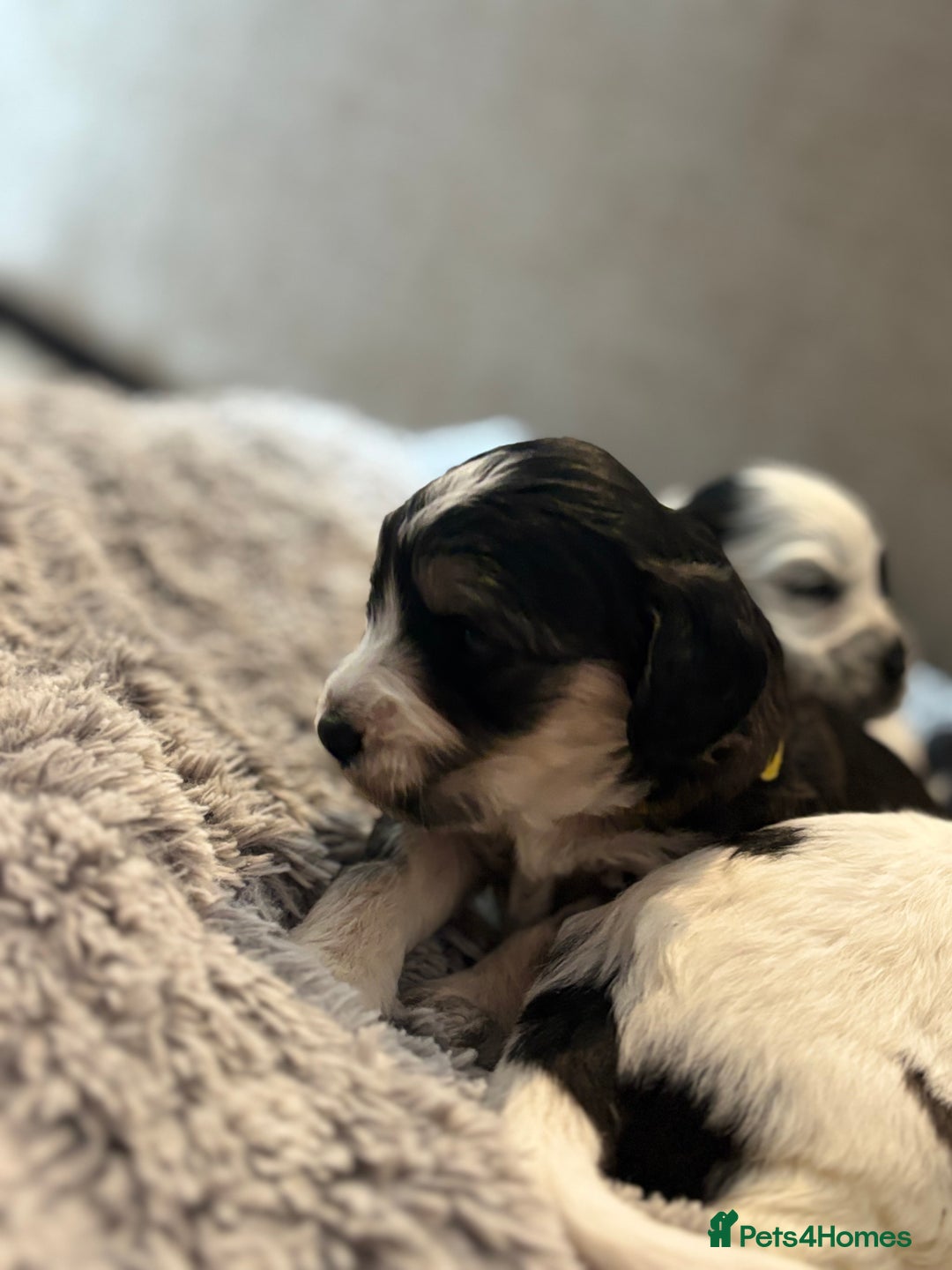 Cockapoo dogs for sale: F1 cockapoos beautiful litter 5 left* - Image 20