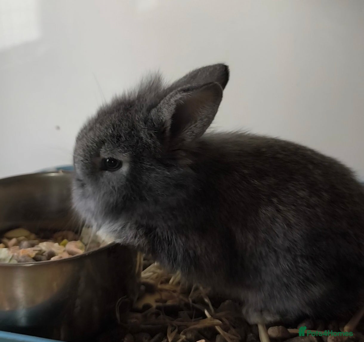 Mini Lop rabbits for sale: Rare Mini Lion Lop Babies for Sale  - Advert 9