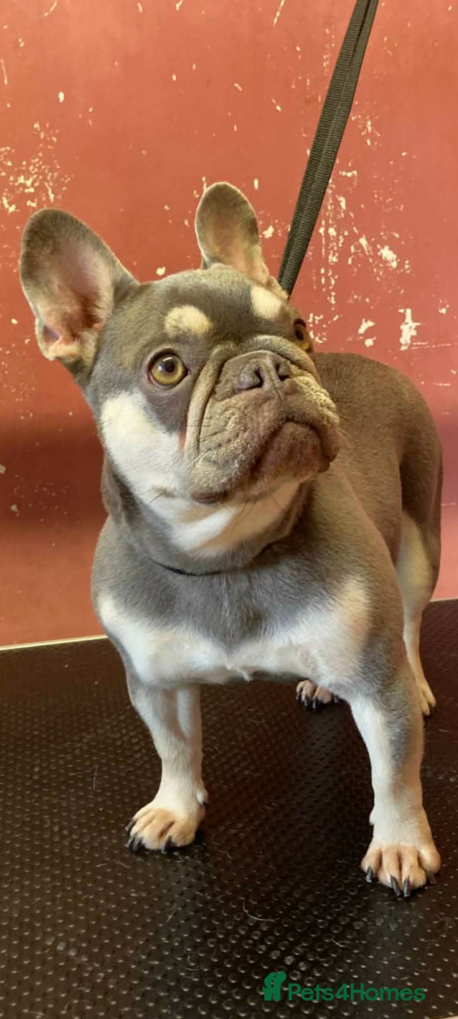 French Bulldog dogs 5 year old lilac french bulldog  - Advert 11
