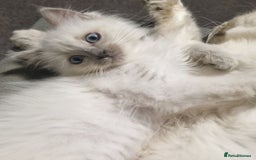 Ragdoll cats for sale: Top quality pure-bred Rag-dolls sweeties - Image 4