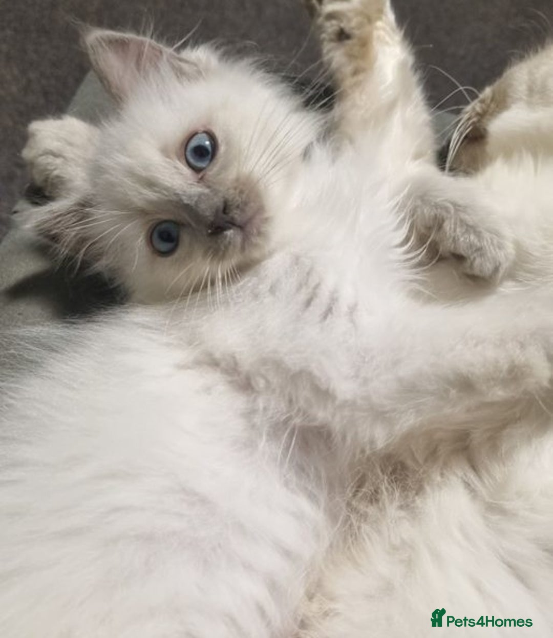 Ragdoll cats for sale: Top quality pure-bred Rag-dolls sweeties - Image 4