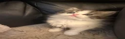 Persian cats for sale: Adorable Persian kittens - Advert 7