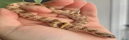 Snake reptiles for sale: Western Hognose Hatchlings - Advert 18