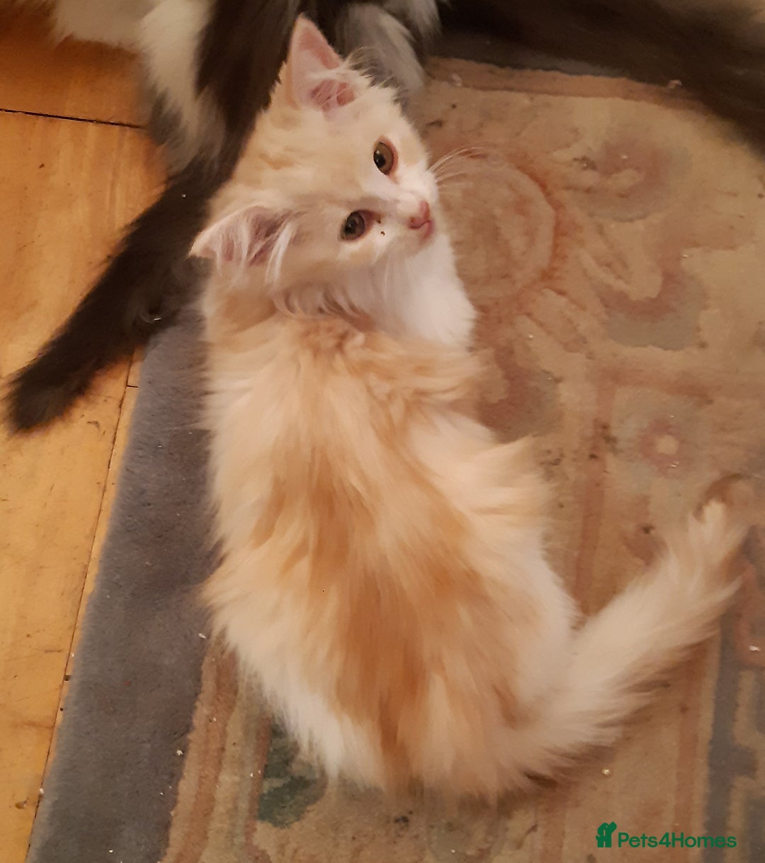 Siberian cats for sale: Three Beautiful Blond Siberian Kittens - Image 9