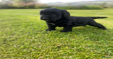 Cockapoo dogs - Advert 2