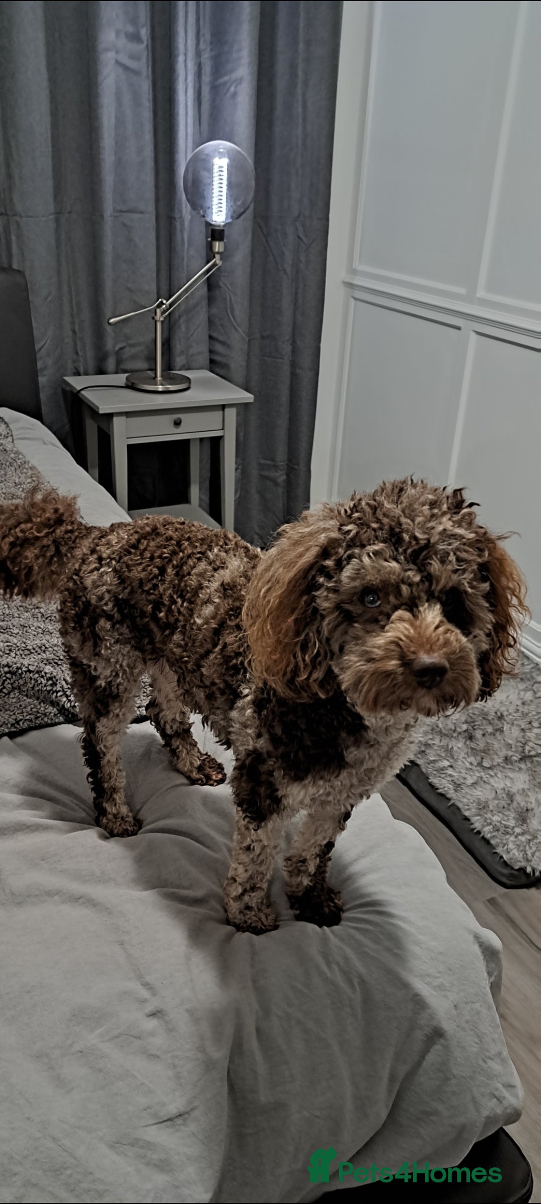 Toy Poodle dogs Cockapoo stud chocolate merle  - Advert 4