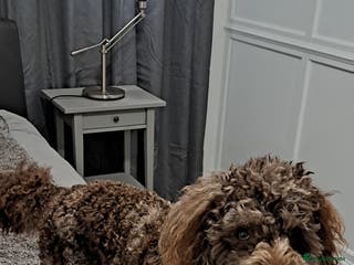 Toy Poodle dogs Cockapoo stud chocolate merle - Advert 4