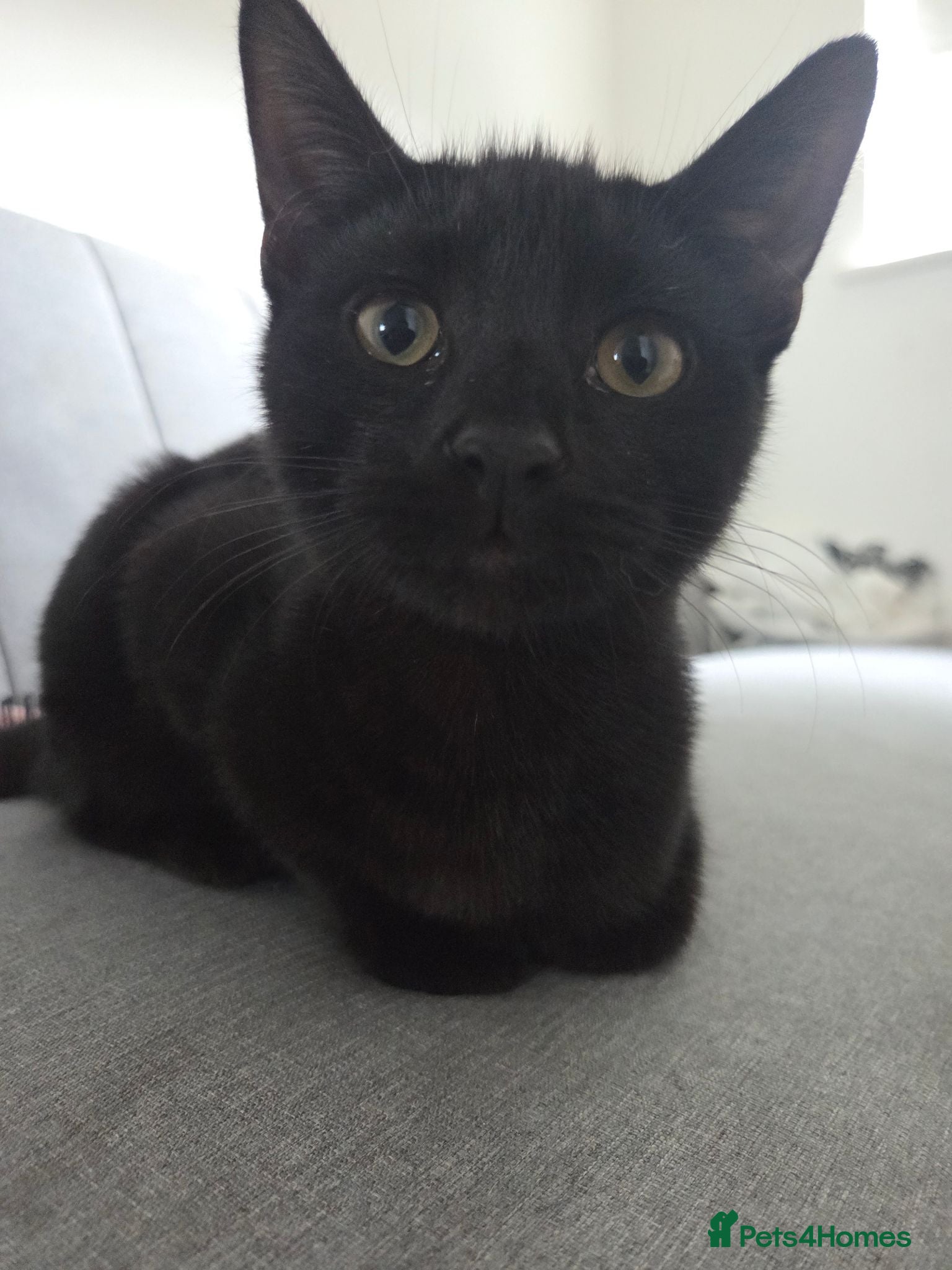 Mixed Breed cats Binx 🐈‍⬛️ all black male - Advert 1