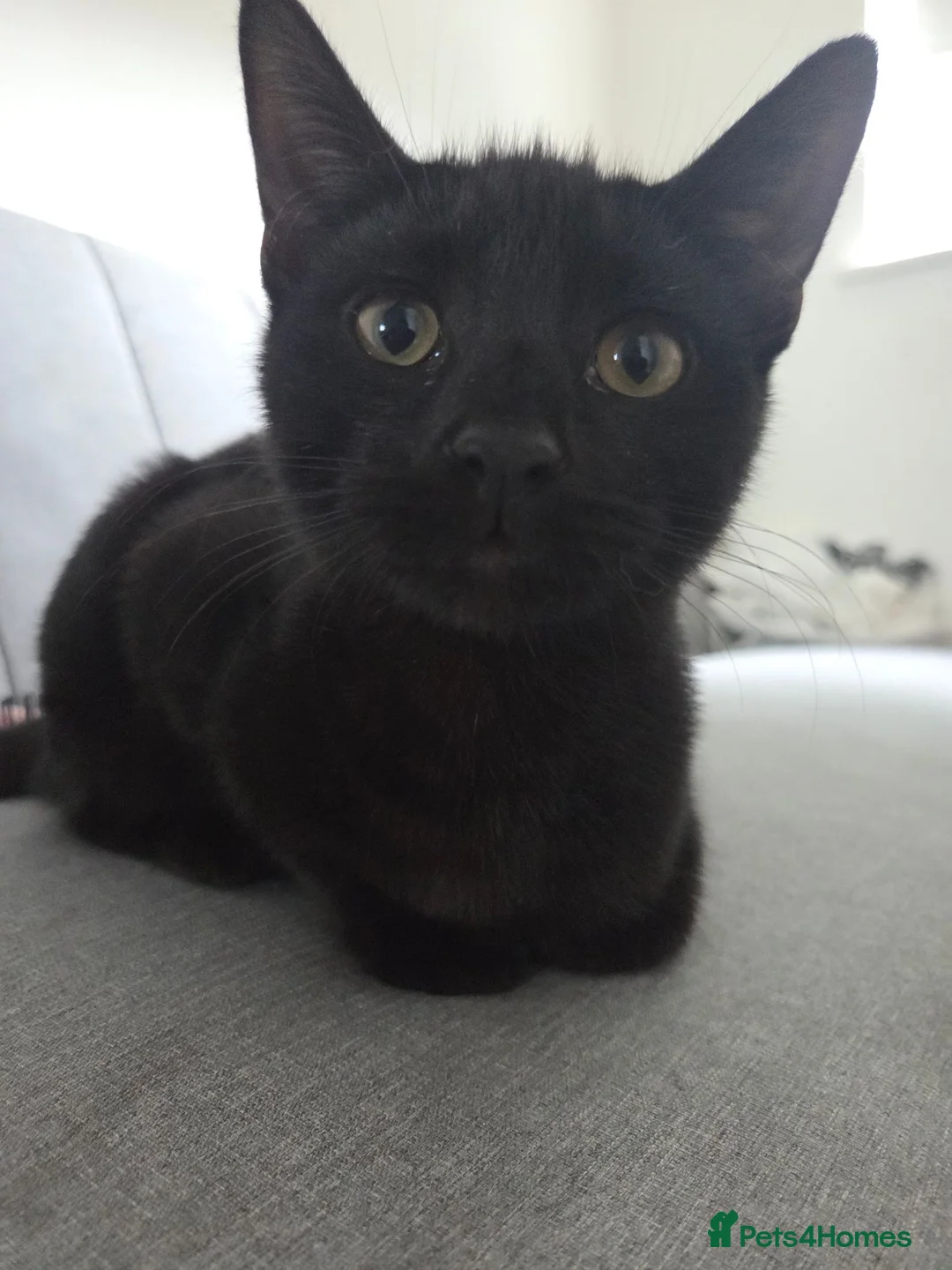 Mixed Breed cats for sale: Binx 🐈‍⬛️ all black male - Advert 1
