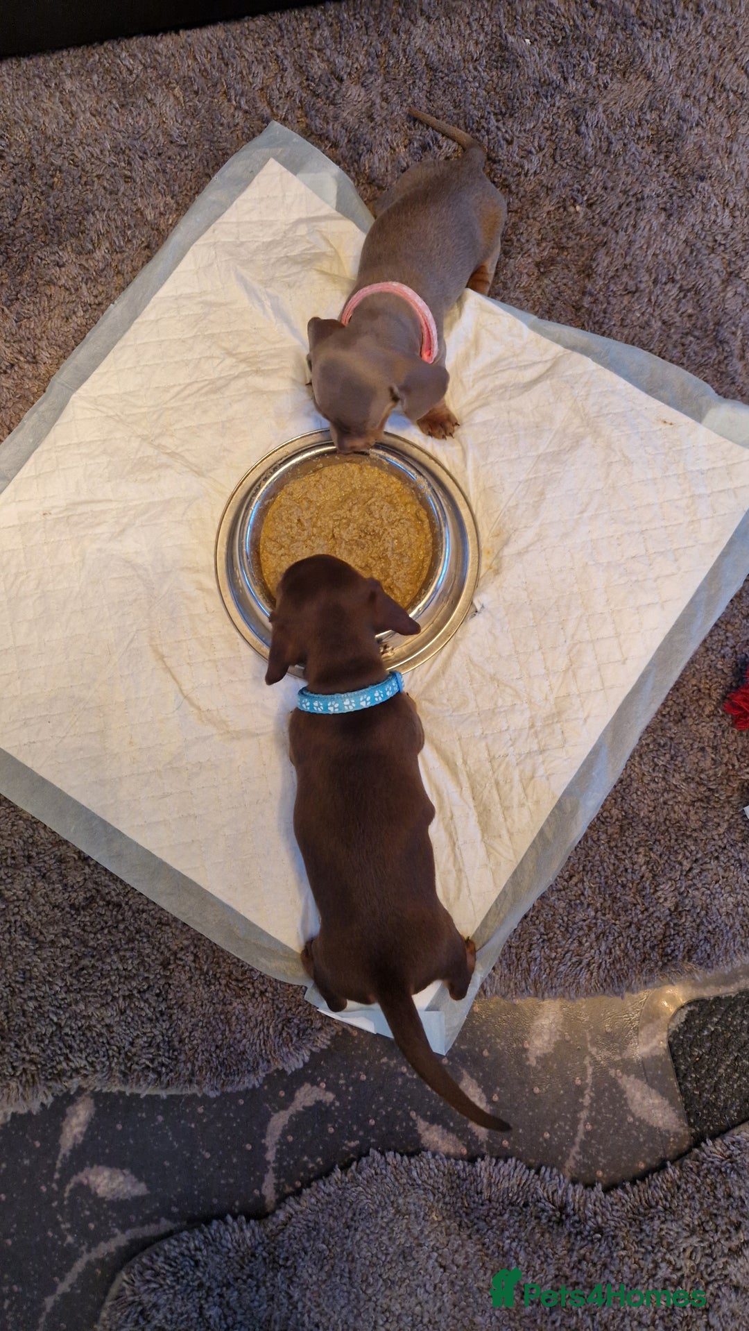 Miniature Dachshund dogs for sale: 1 beautiful kc puppy left ready 25/12/25 - Advert 10