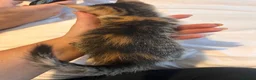 Mixed Breed cats for sale: Ginger, tuxedo and calico kittens - Advert 9
