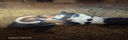 Irish Cob horses for sale: 3 year old cob for sale! in Willenhall - Advert 6