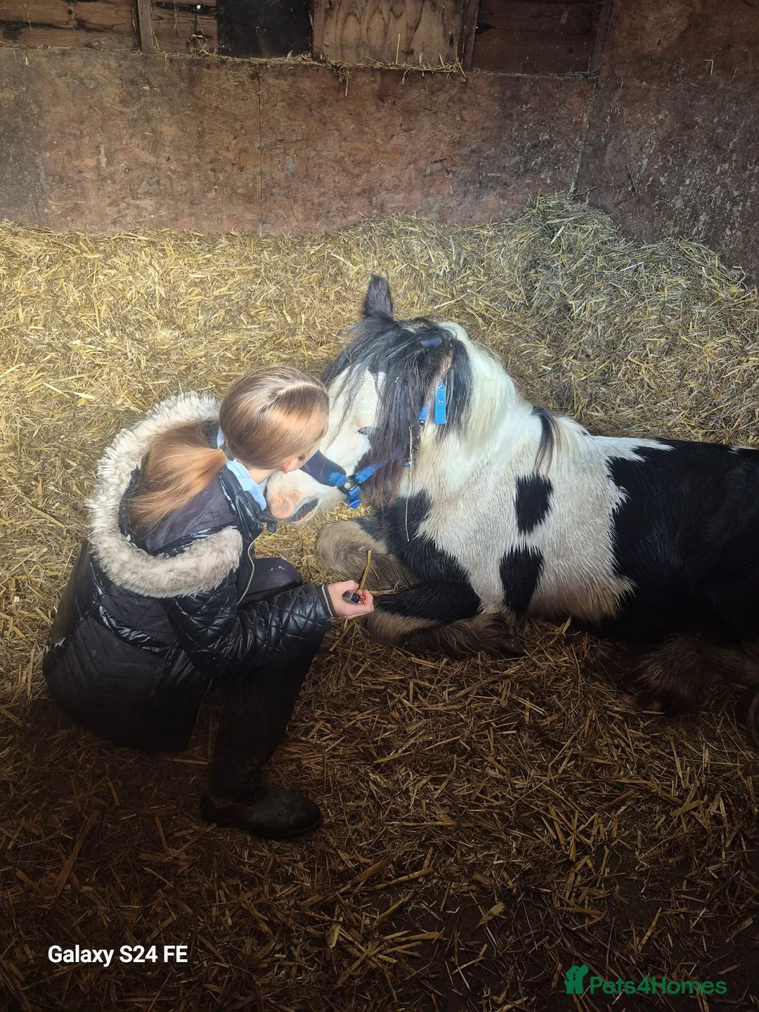 Irish Cob horses for sale: 3 year old cob for sale! in Willenhall - Advert 6