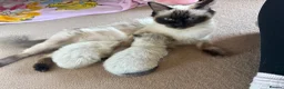 Ragdoll cats for sale: Female ragdoll kitten - Advert 12
