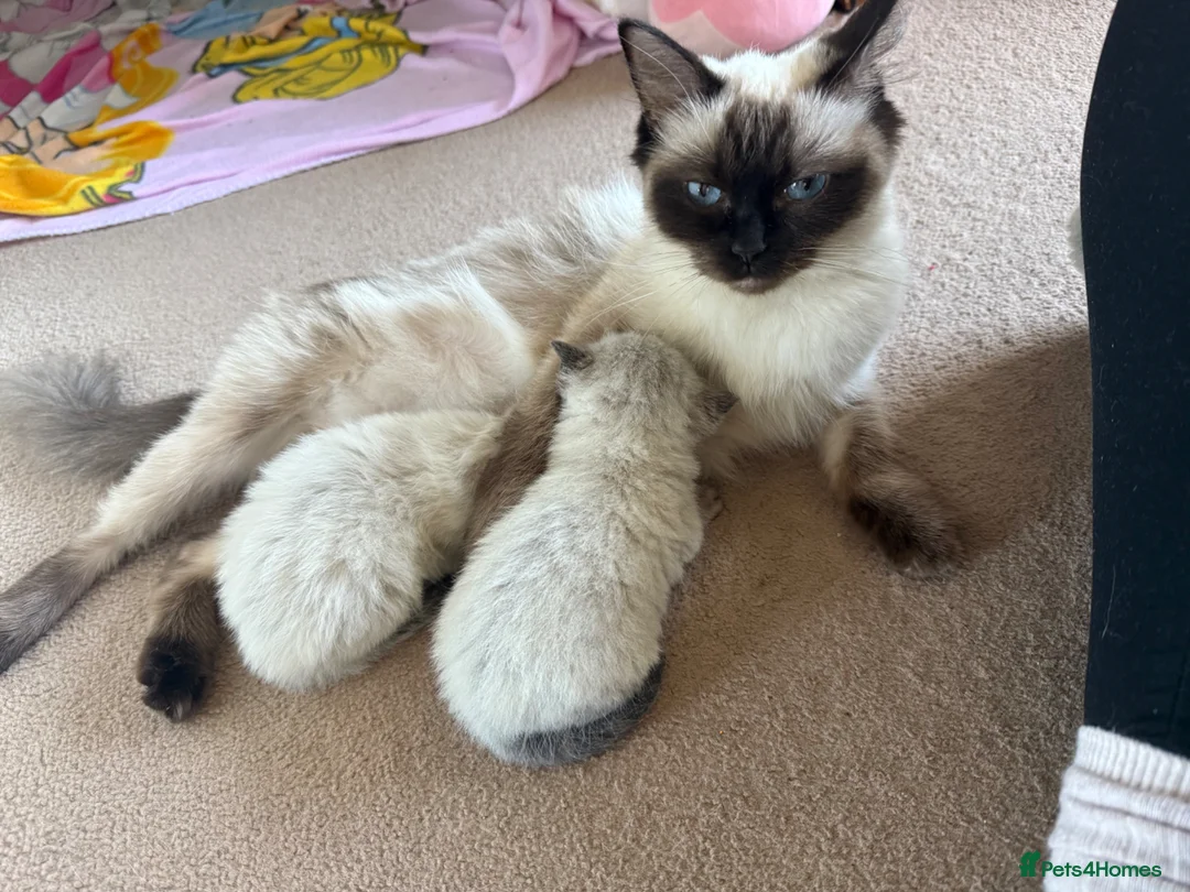 Ragdoll cats for sale: Female ragdoll kitten - Advert 12