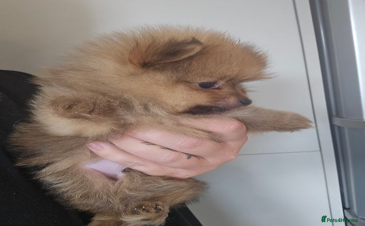 Pomeranian dogs - Advert 6