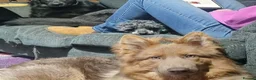 German Shepherd dogs for sale: Adult male German Shepherd  - Advert 1