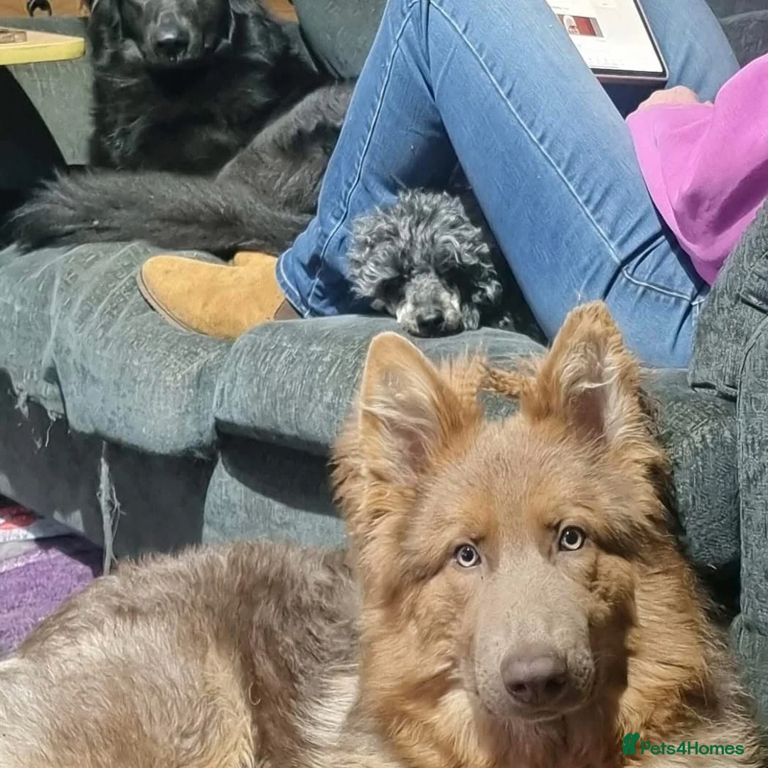 German Shepherd dogs for sale: Adult male German Shepherd  - Advert 1