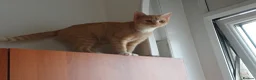 Mixed Breed cats for sale: Mixed breed Golden/ white4 months old boy kitten in London - Advert 11