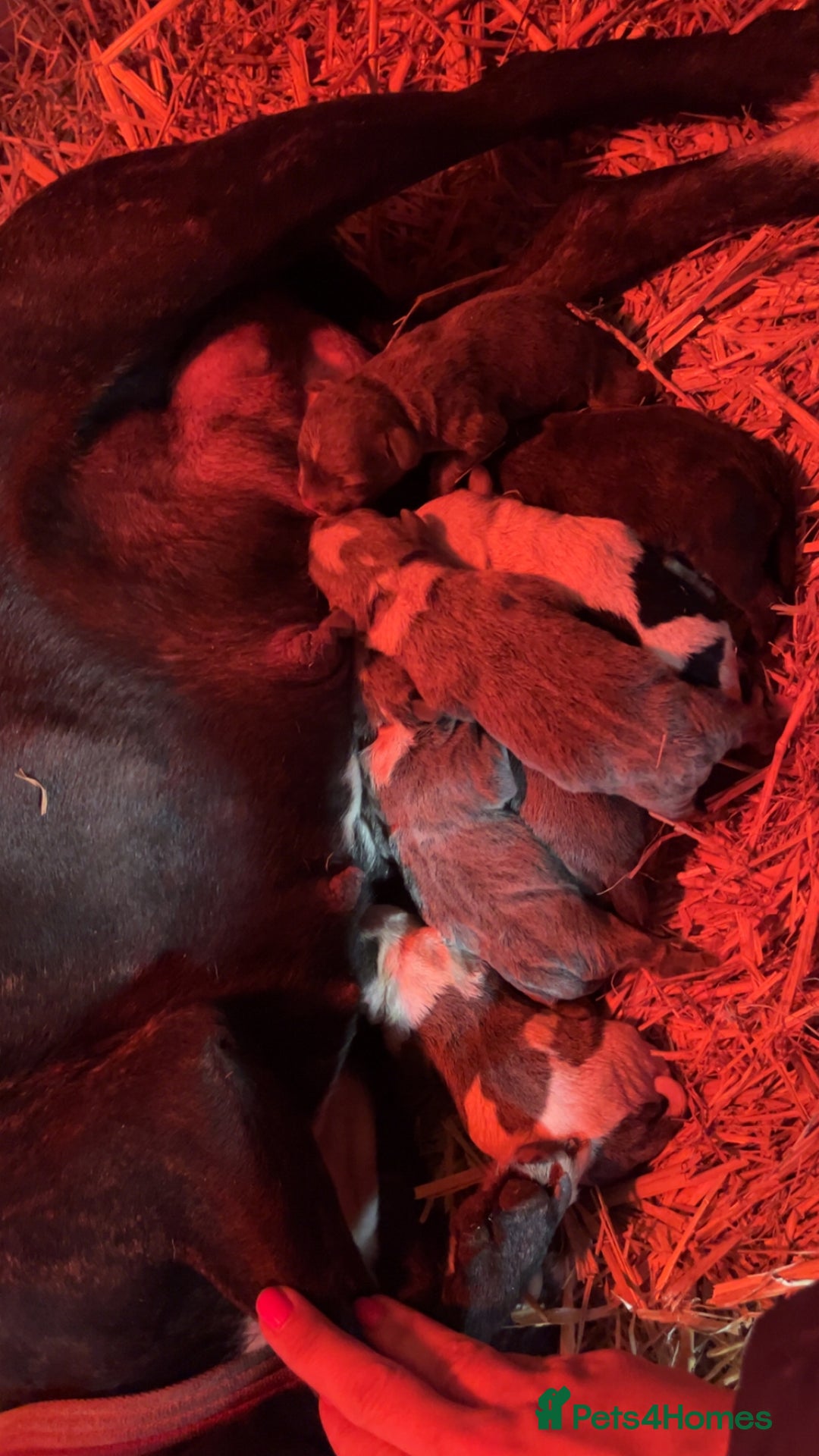 Staffordshire Bull Terrier dogs for sale: Staffordshire bull terrier pups  - Advert 13