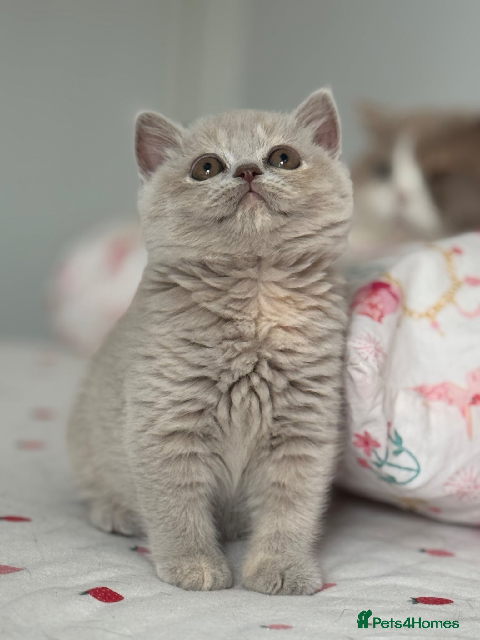 British Shorthair cats for sale: Tica reg Supreme Grand Ch and CH female kittens  - Advert 10