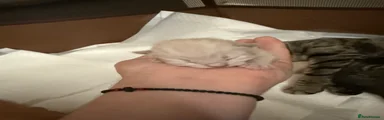 Ragdoll 3