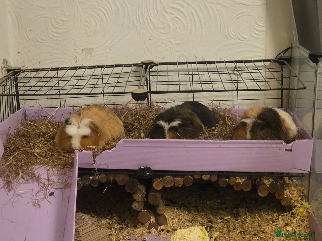 Guinea Pig rodents for sale: Male guinea pigs in Lancaster - Advert 1