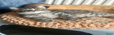 British Longhair 2
