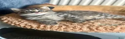 British Longhair cats for sale: Long hair kittens - Advert 11