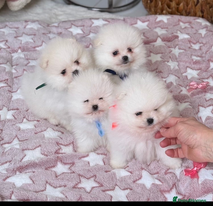 Pomeranian dogs for sale: Pure Pomeranian Puppies READY TO GO… - Advert 3