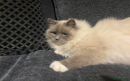 Ragdoll cats for sale: Blue bi colour and cream tabby point - Image 8