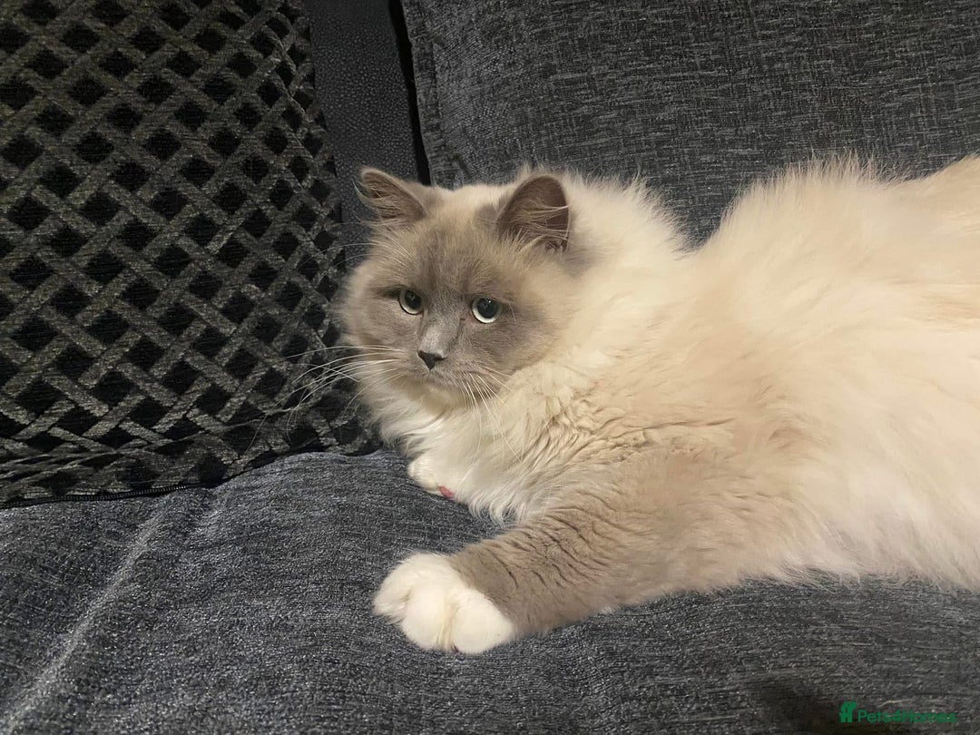 Ragdoll cats for sale: Blue bi colour and cream tabby point - Image 8
