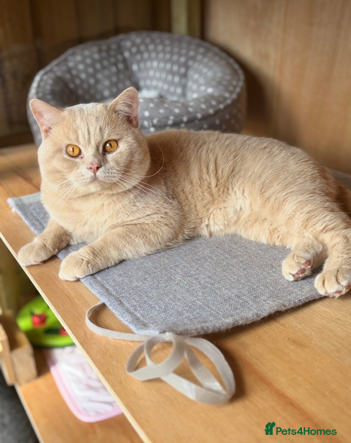 British Shorthair cats Cream Active GCCF Stud with Championship status  - Advert 9