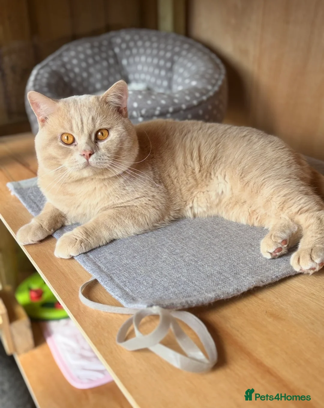 British Shorthair cats for stud: Cream Active GCCF Stud with Championship status  - Advert 1