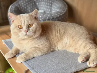 British Shorthair cats Cream Active GCCF Stud with Championship status - Advert 9