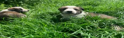 Border Collie dogs for sale: 4 gorgeous Border Collie Puppies - Advert 18