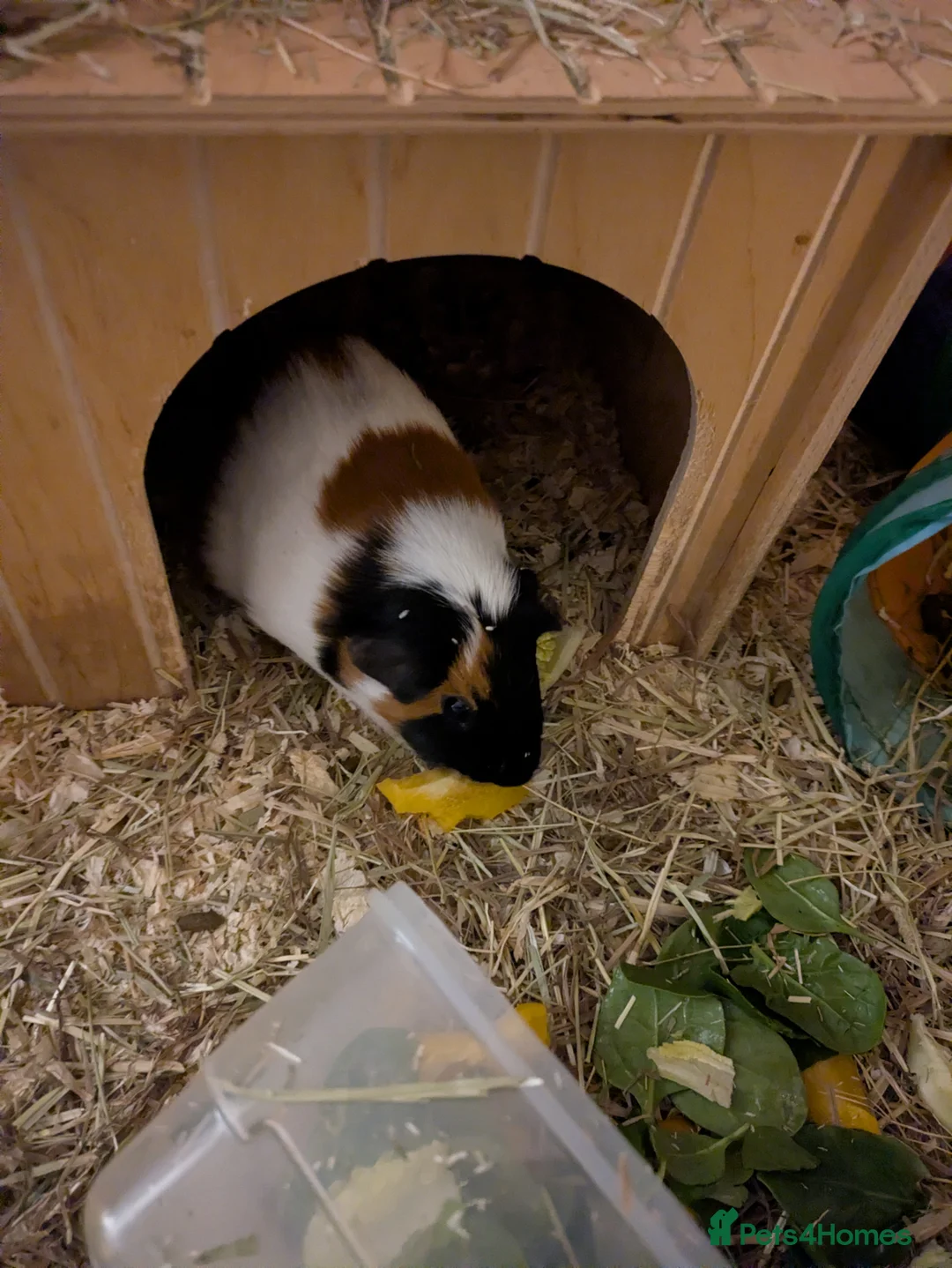 Guinea Pig rodents for sale: Bonded pair female guinea pigs  - Advert 2