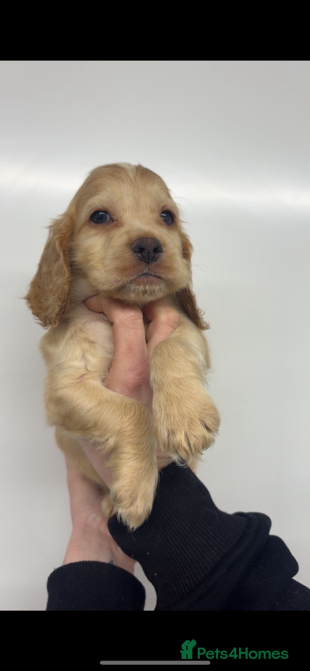 Cocker Spaniel dogs for sale: 100% sable show cockers  - Advert 2