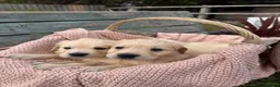 Golden Retriever dogs for sale: Beautiful KC Puppies No Endorsements  - Advert 14
