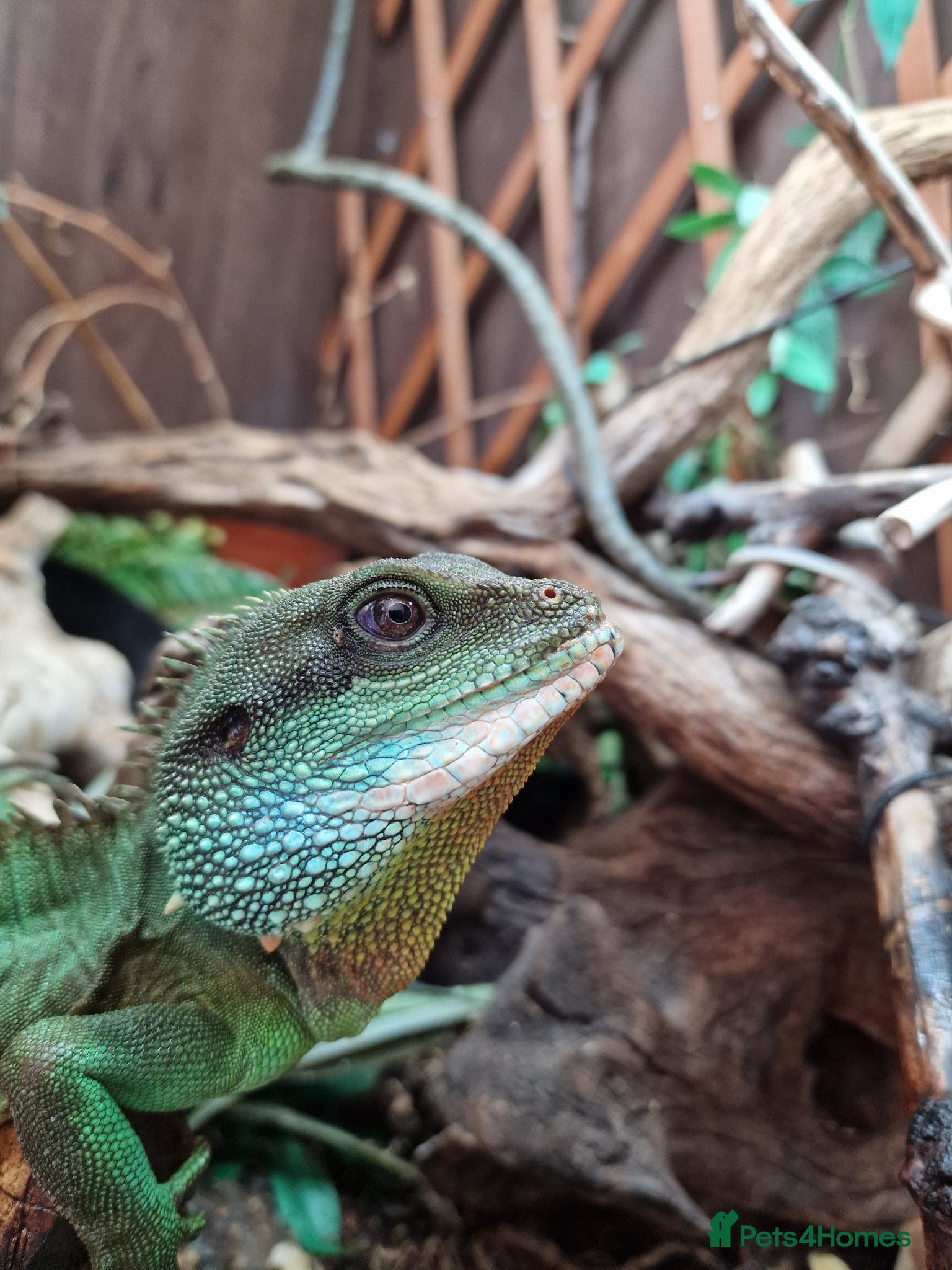 Dragon reptiles Chinese water dragon. - Advert 1