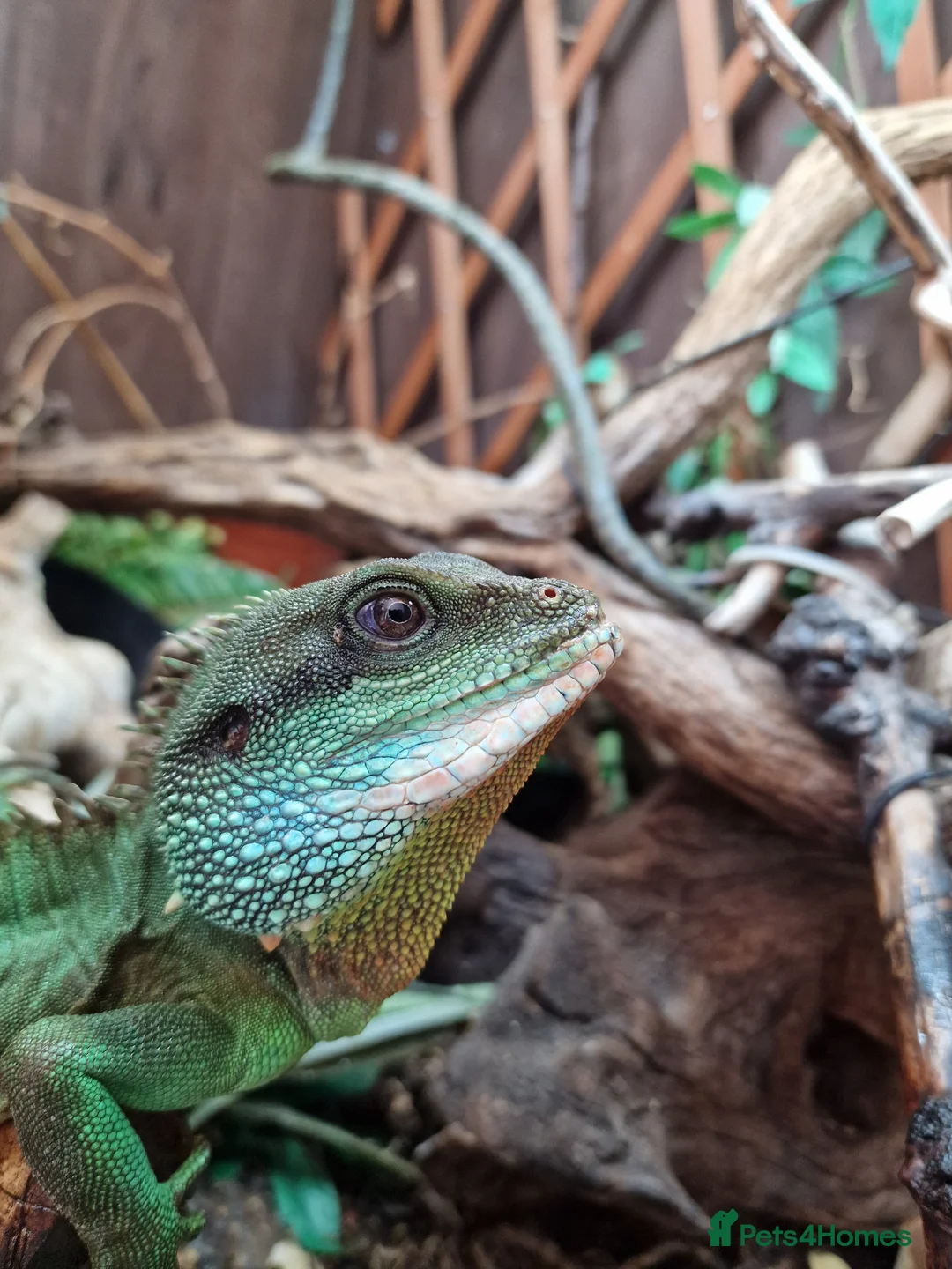 Dragon reptiles for sale: Chinese water dragon. in Bournemouth - Advert 1
