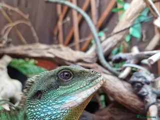 Dragon reptiles Chinese water dragon. - Advert 1