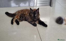 Maine Coon cats for sale: ⭐️⭐️LAST MAINECOON BABY LEFT.⭐️⭐️ in Southampton - Image 27