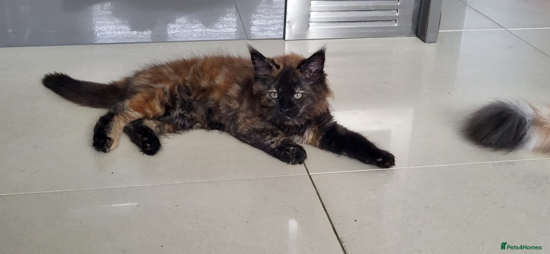Maine Coon cats for sale: ⭐️⭐️LAST MAINECOON BABY LEFT.⭐️⭐️ in Southampton - Image 27