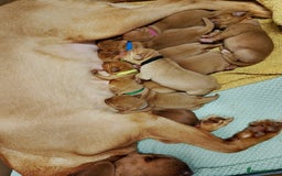 Labrador Retriever dogs for sale: KC Fox Red Labrador Pups *Ready for home 20/12/25* - Image 9