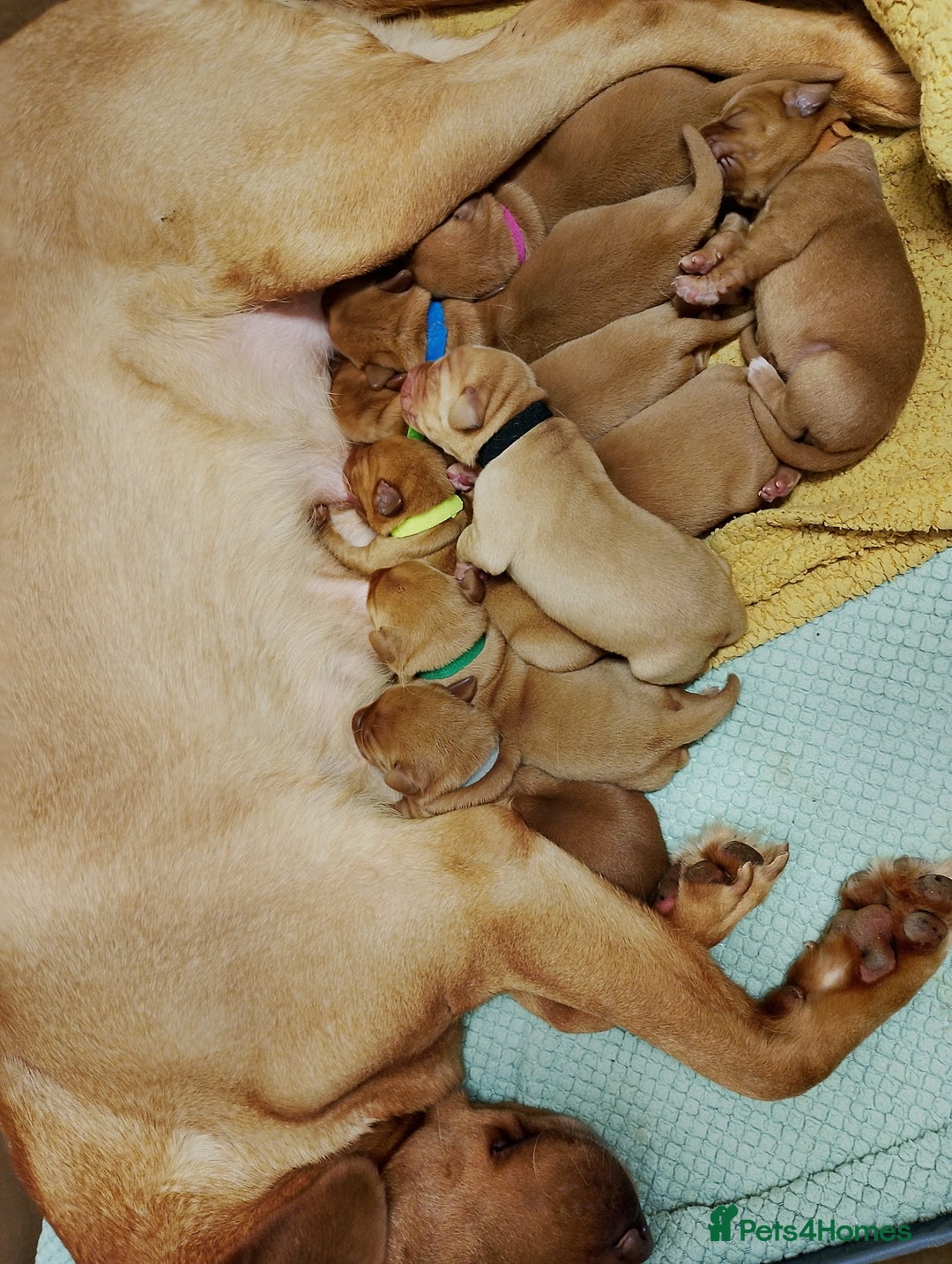 Labrador Retriever dogs for sale: KC Fox Red Labrador Pups *Ready for home 20/12/25* - Image 9